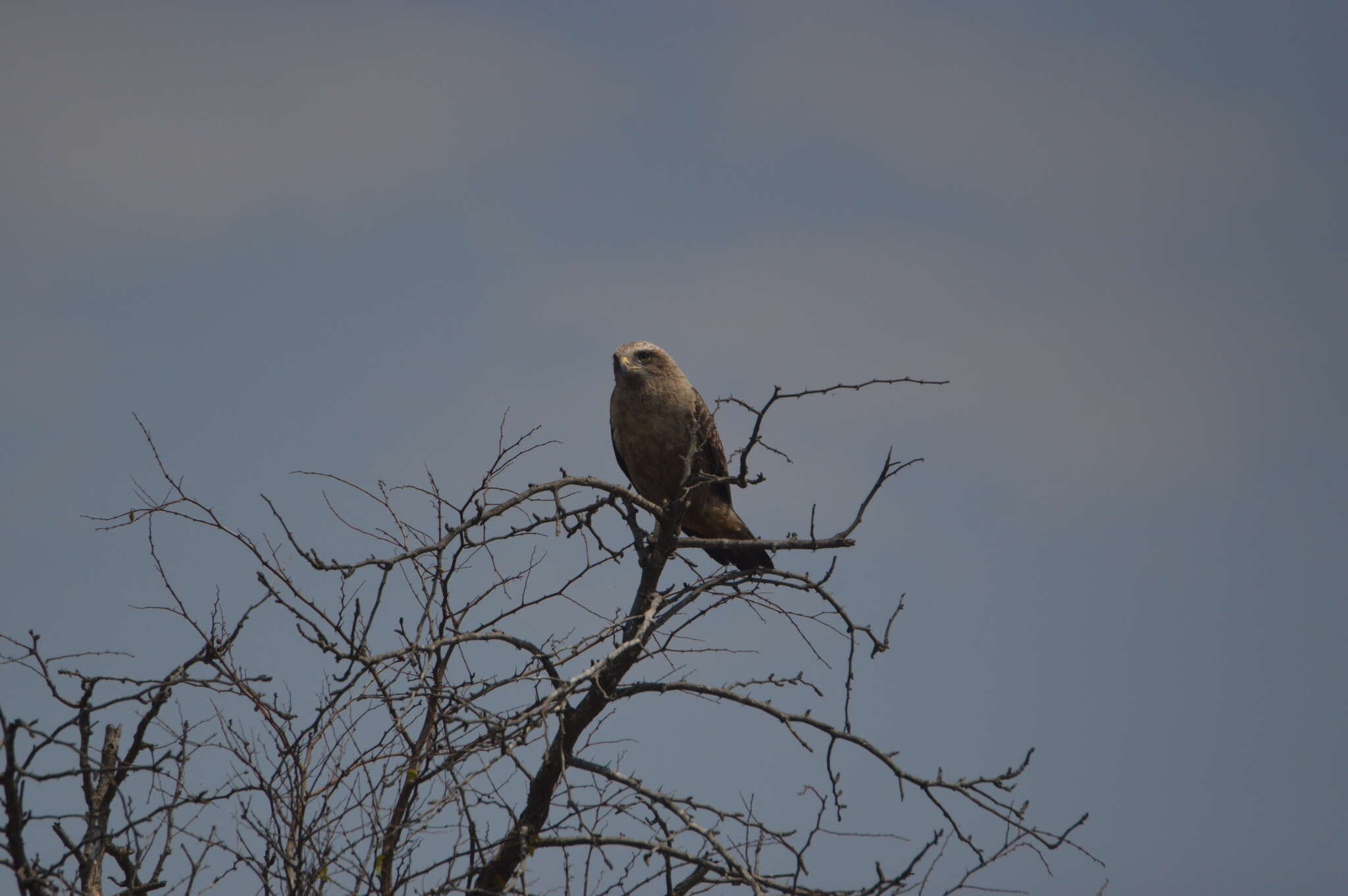 Image of Banded Snake-Eagle