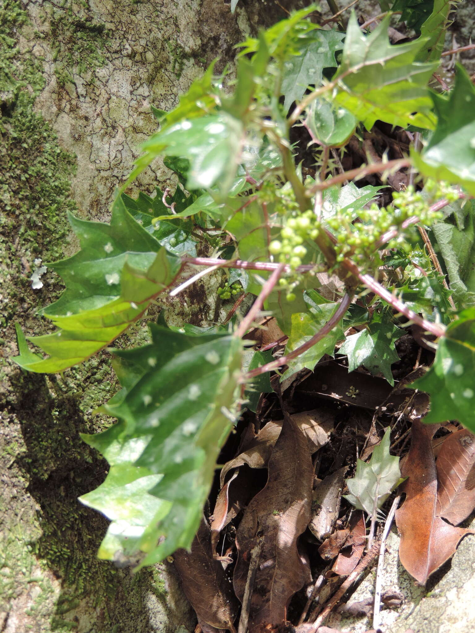 Image of Laportea grossa (E. Mey. ex Wedd.) Chew