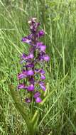 Image of Anacamptis palustris subsp. elegans (Heuff.) R. M. Bateman, Pridgeon & M. W. Chase