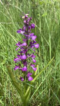 Image of Anacamptis palustris subsp. elegans (Heuff.) R. M. Bateman, Pridgeon & M. W. Chase