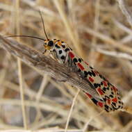 Image of crimson speckled