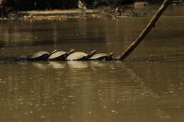 Image of Arrau River Turtle