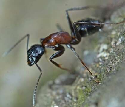 Plancia ëd Camponotus atrox Emery 1925