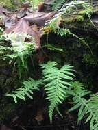 Image of licorice fern