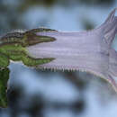 Image de Campanula lyrata Lam.