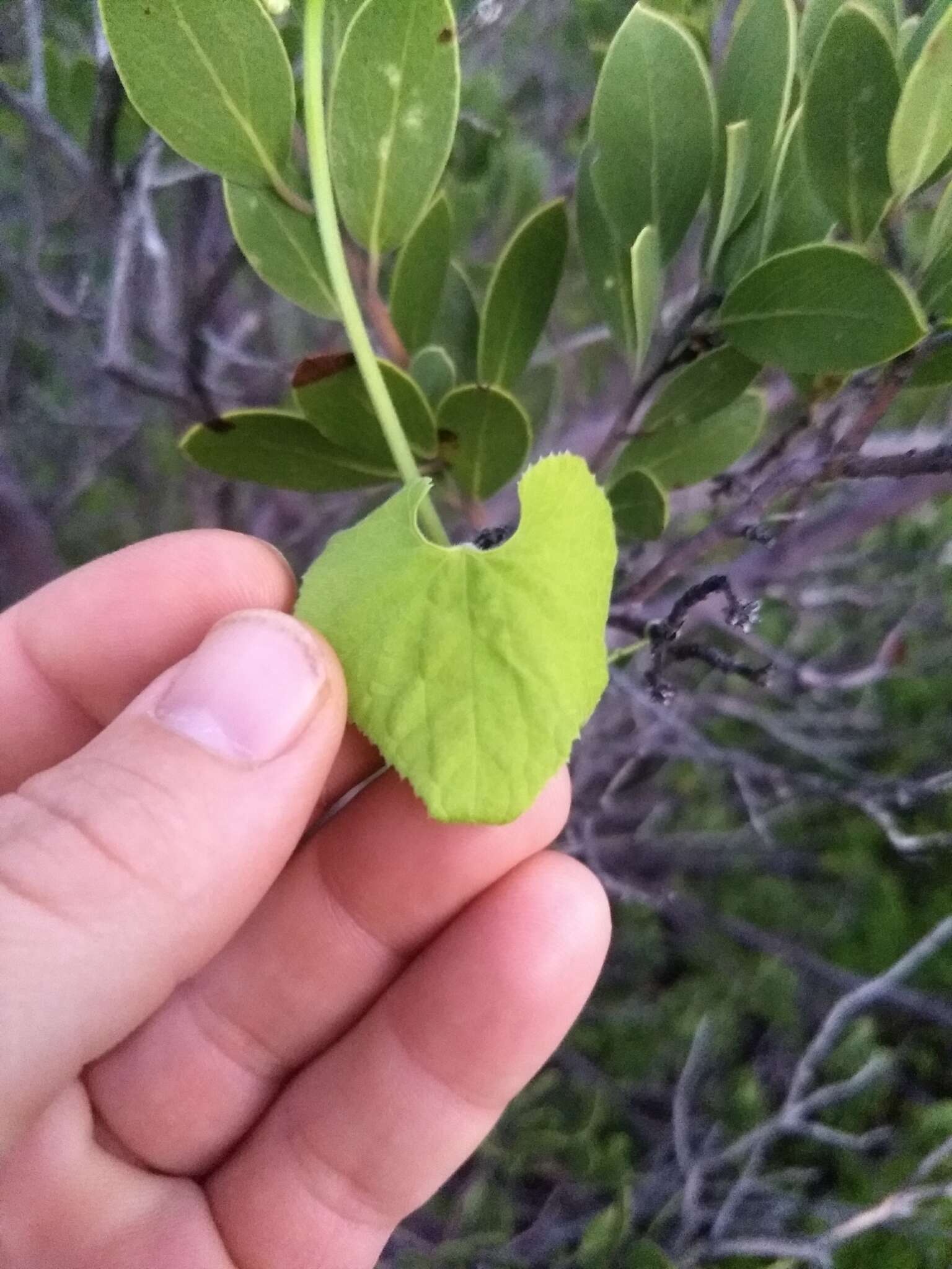 Image de Sicyos laciniatus L.