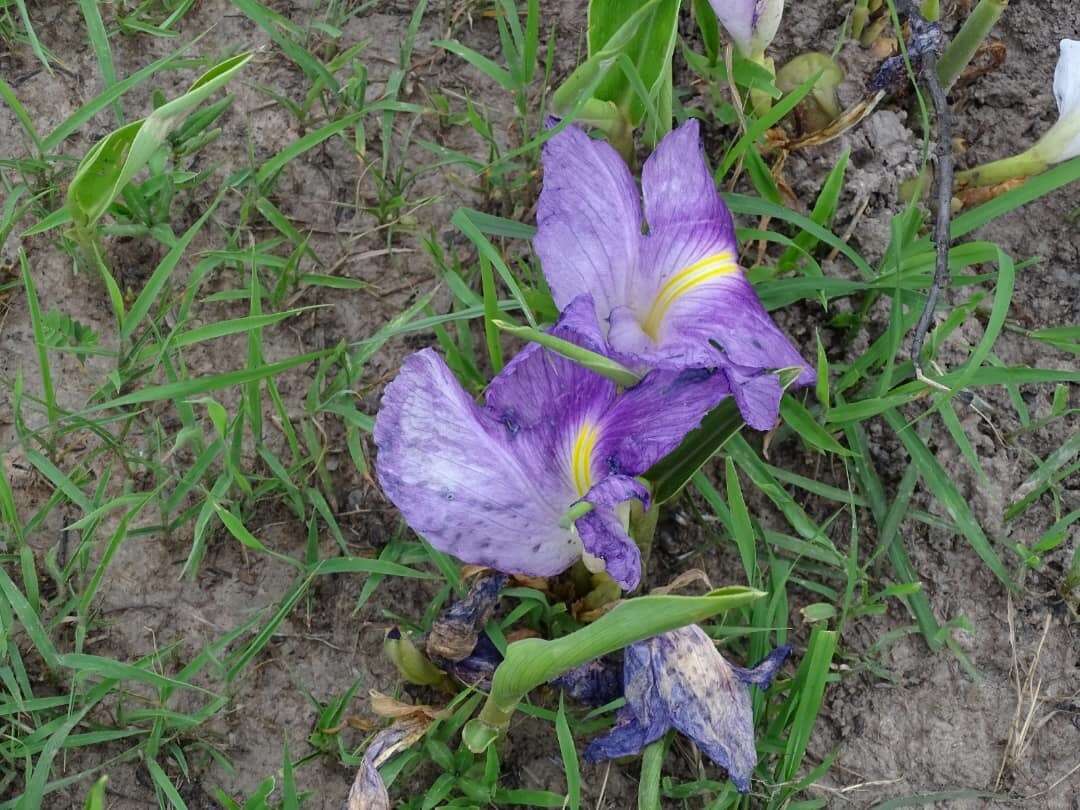 Image of Mauve ginger