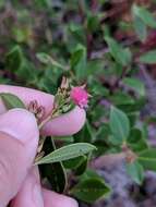 Lyonia lucida (Lam.) C. Koch resmi