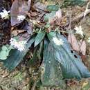 Image of Hedyotis shiuyingiae Tao Chen