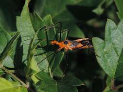 Image of Milkweed Assassin Bug