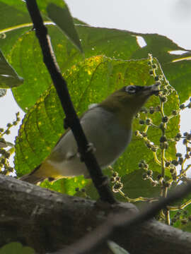 Image of Black-crowned White-eye