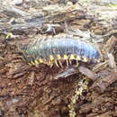 Image of Georgia Flat-backed Millipede