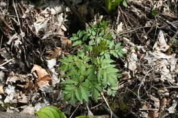 صورة Angelica atropurpurea L.