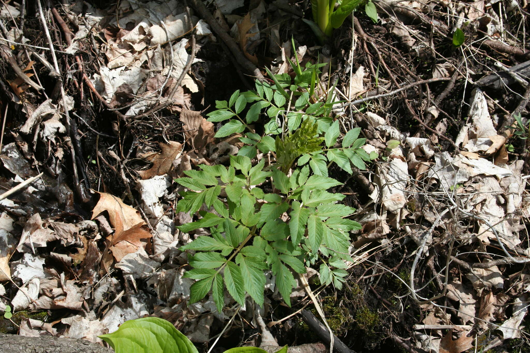 Image of purplestem angelica