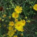 Image of Heterotheca subaxillaris subsp. latifolia (Buckley) Semple