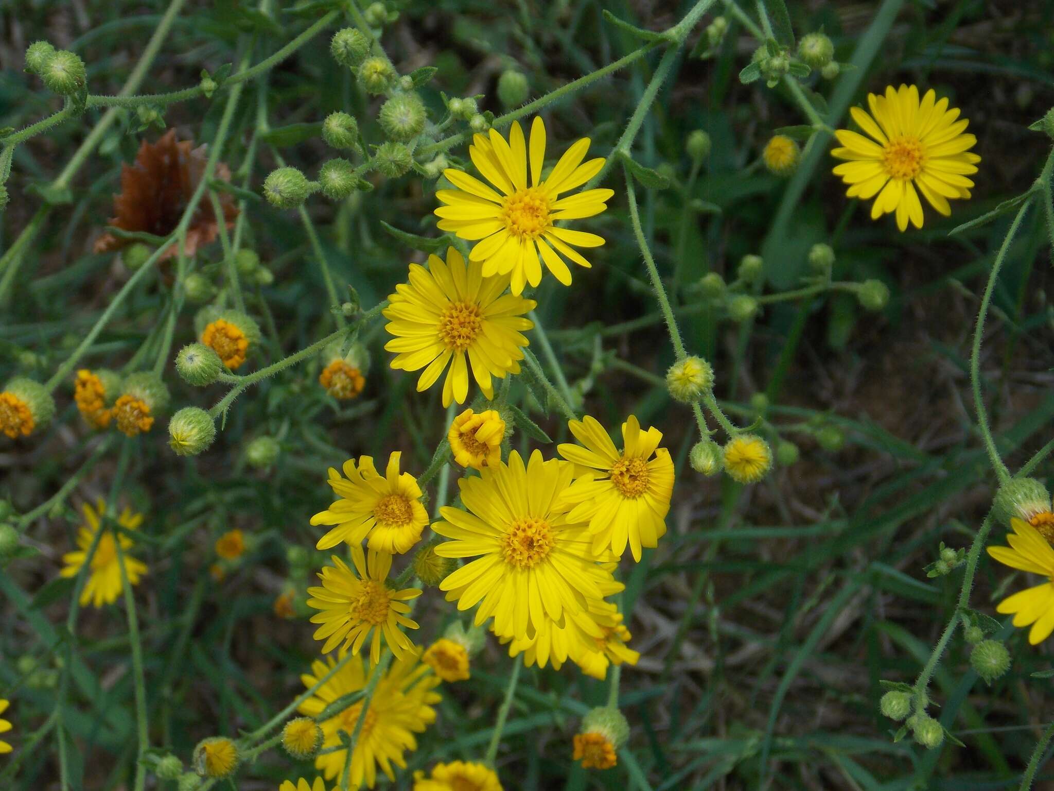 Heterotheca subaxillaris subsp. latifolia (Buckley) Semple resmi