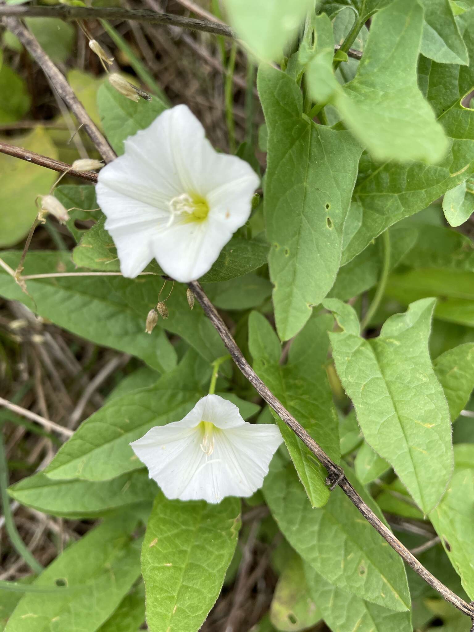 Image de Calystegia silvatica subsp. fraterniflora (Mackenzie & Bush) R. K. Brummitt