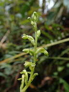 Kreodanthus crispifolius Garay resmi