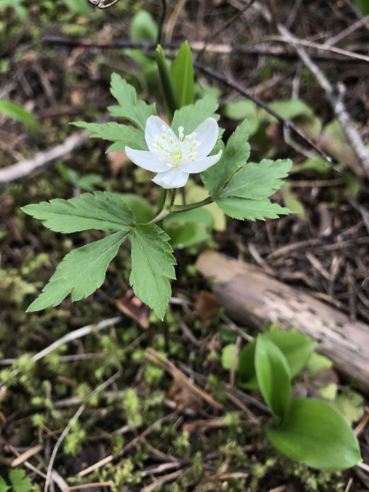 Image of Piper's Windflower