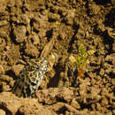 Image of Leopard Tree Iguana