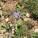 Plancia ëd Centaurea fuscomarginata (K. Koch) Juz.