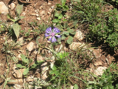 Слика од Centaurea fuscomarginata (K. Koch) Juz.