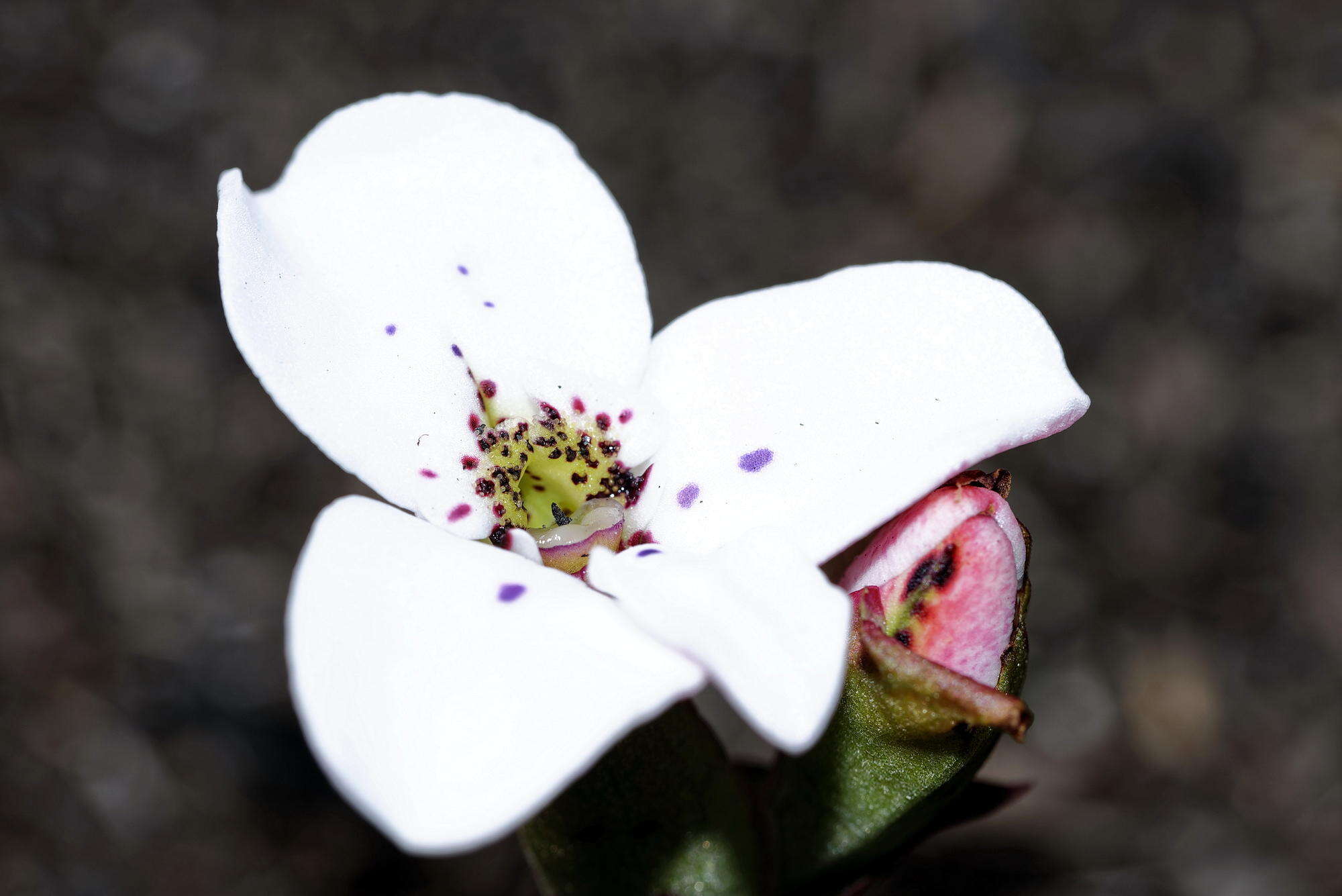 Image of Disa fasciata Lindl.