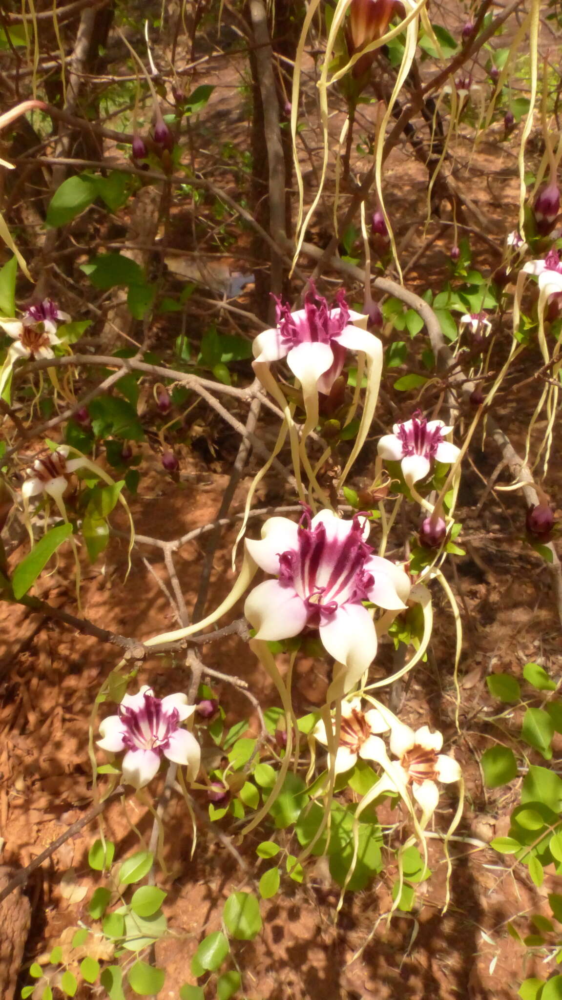 Image de Strophanthus sarmentosus DC.