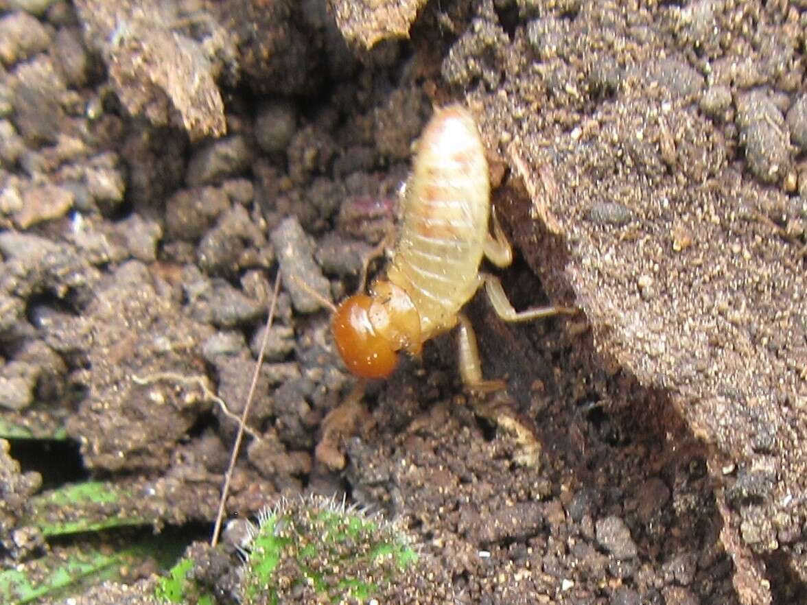 Image of Giant Northern Termite
