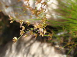 صورة Juncus capensis Thunb.