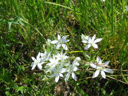 Image of Ornithogalum orthophyllum subsp. kochii (Parl.) Zahar.