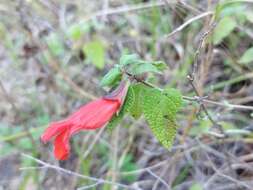 Imagem de Salvia disjuncta Fernald