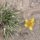 Imagem de Thelesperma subnudum A. Gray