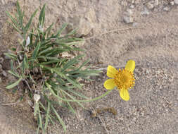 Image de Thelesperma subnudum A. Gray