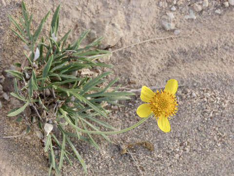 Imagem de Thelesperma subnudum A. Gray