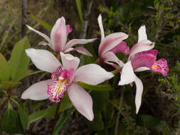 Image of Cymbidium insigne Rolfe