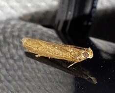 Image of Eyeringed Chionodes Moth