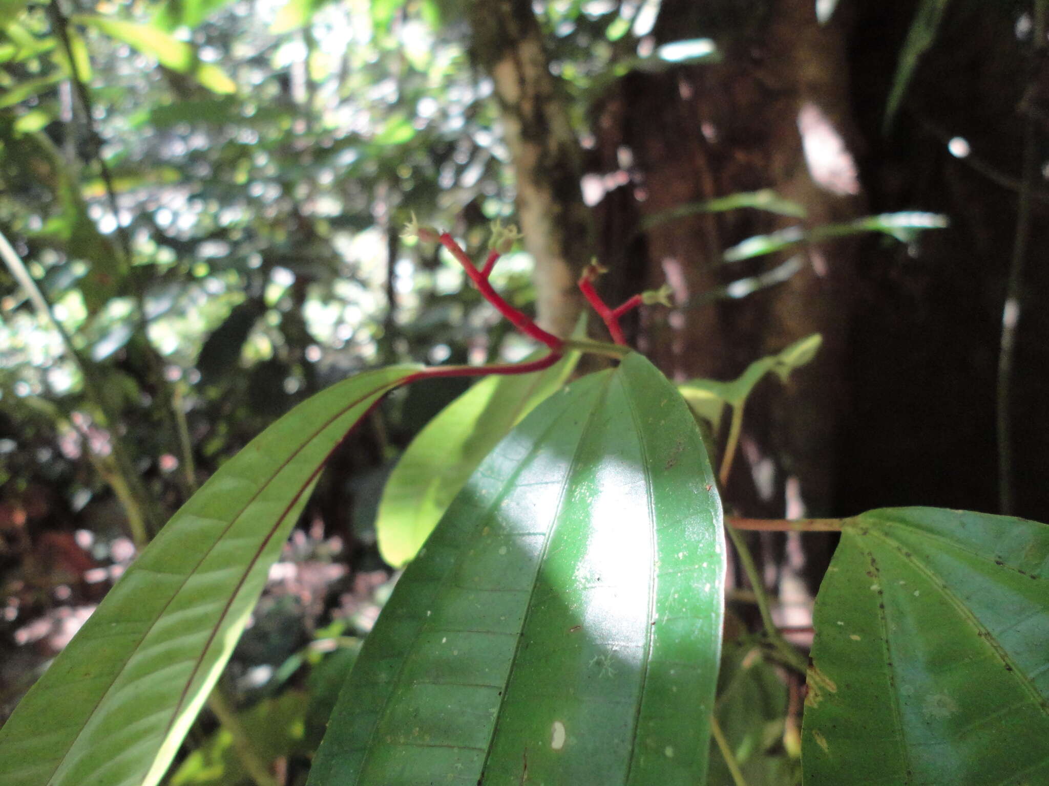 Image of Miconia lateriflora Cogn.