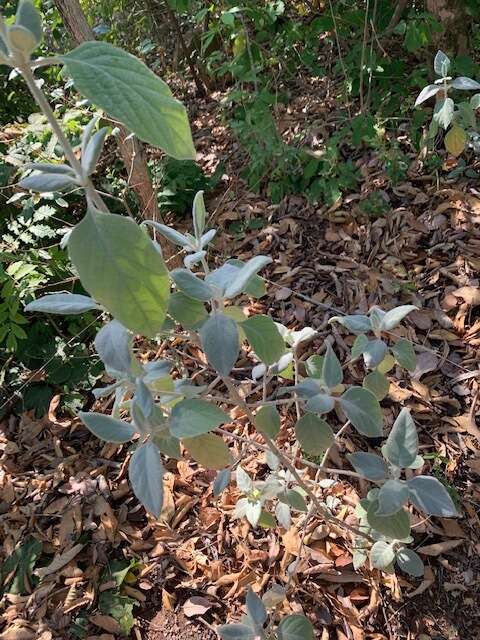 صورة Barleria albostellata C. B. Cl.