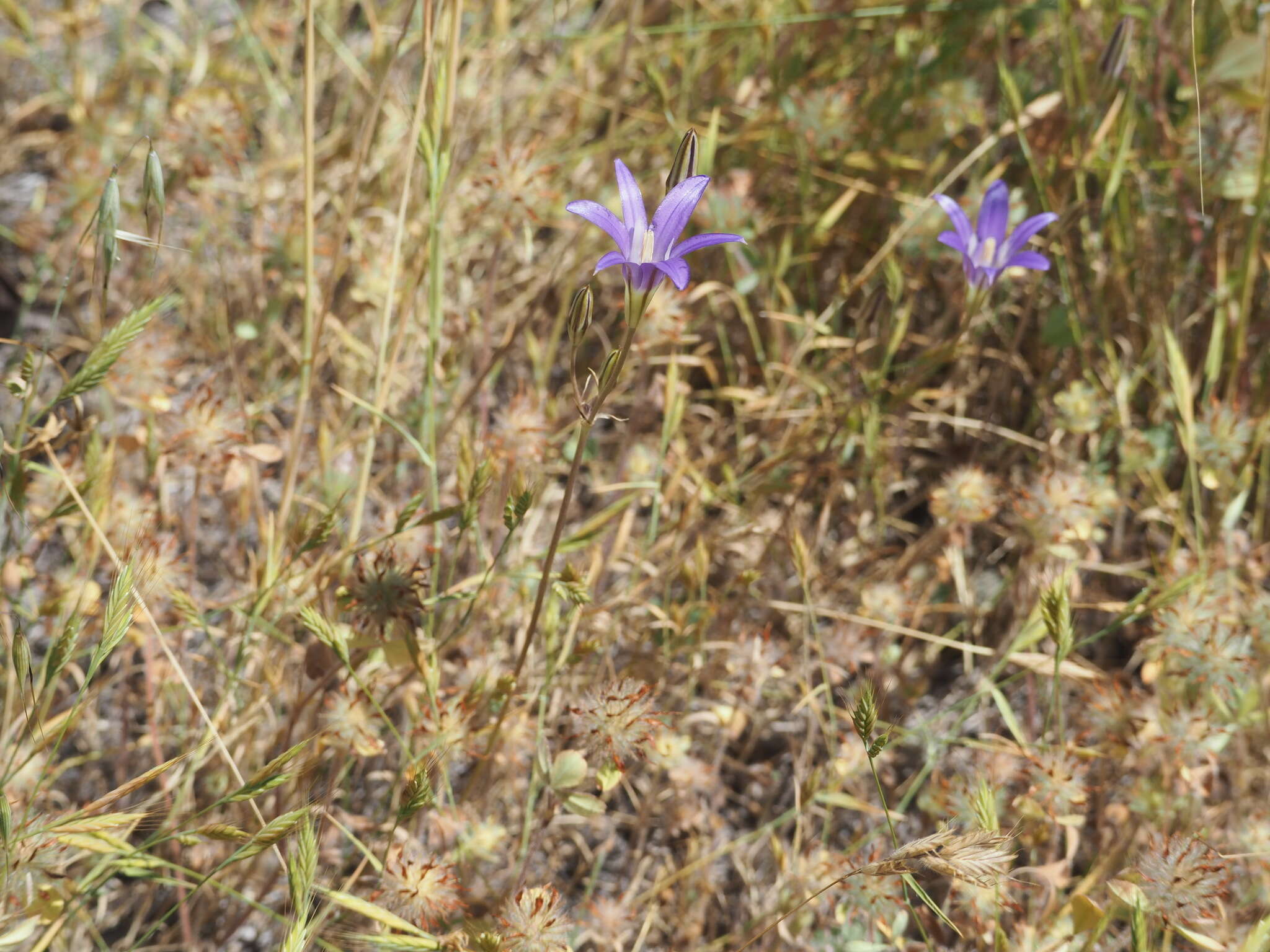 Image of harvest brodiaea