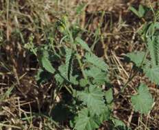 Image of nettleleaf noseburn