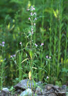 Image of Red hemp nettle