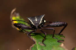 صورة Acanthocerus crucifer Palisot de Beauvois 1818