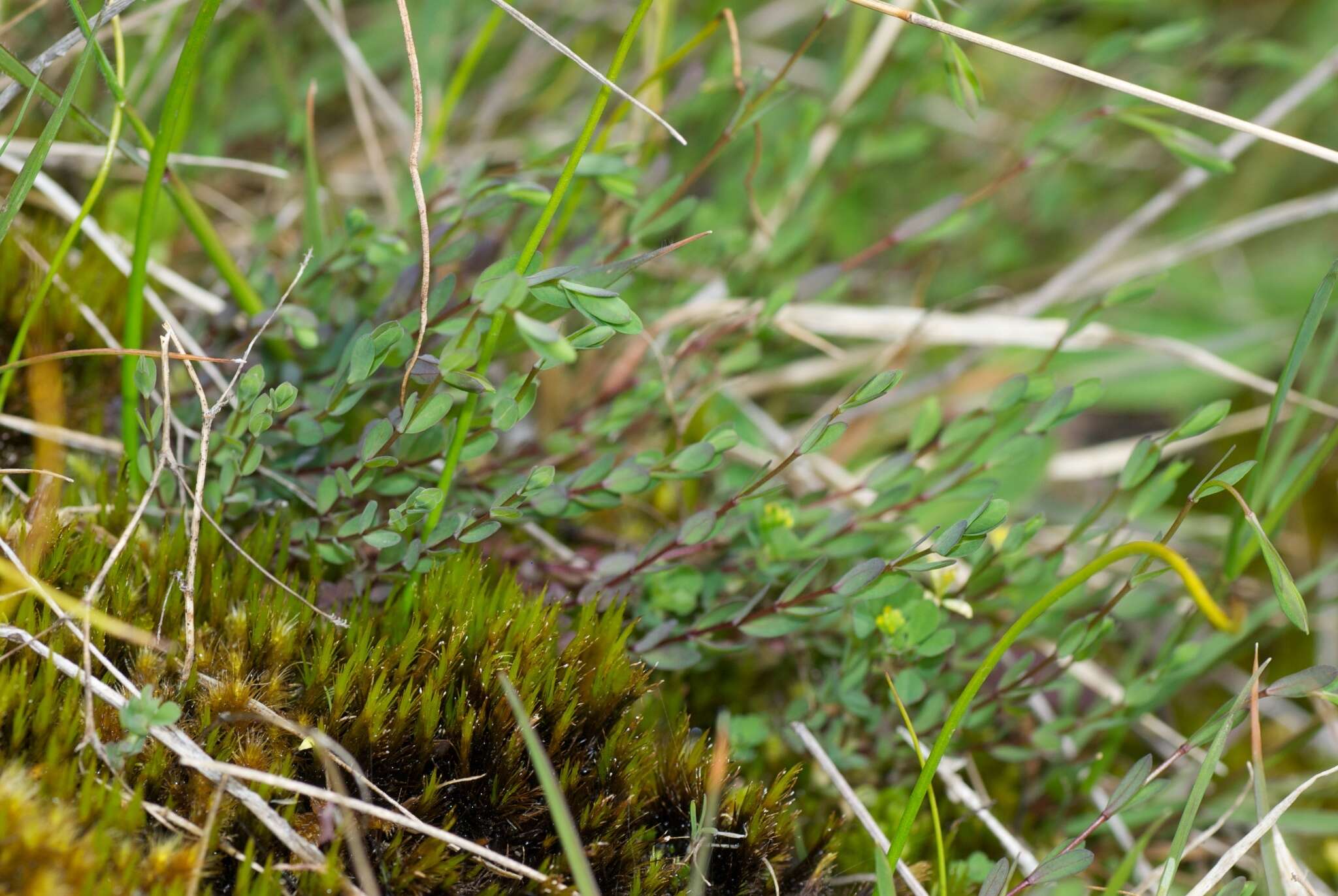 Image of purging flax, fairy flax