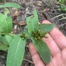 Image of Lesser St. John's-Wort