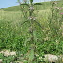 Image of Marrubium leonuroides Desr.