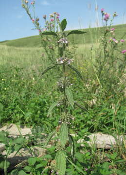 Image of Marrubium leonuroides Desr.