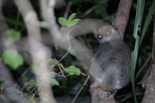 Image of Ramanantsoavana's Woolly Lemur