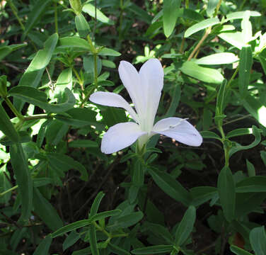 Image of Barleria pretoriensis C. B. Cl.