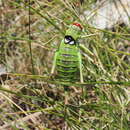 Image of saddle-backed bushcricket